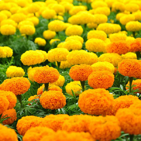 Những loại hoa nên tránh bày lên ban thờ ngày Tết - Cúc vạn thọ