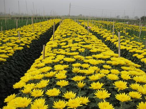 Những gợi ý trong việc chọn hoa cho ban thờ ngày Tết - Hoa cúc vàng