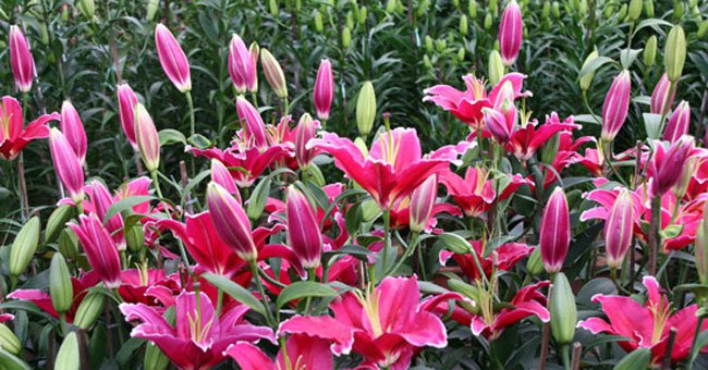 Những loại hoa nên tránh bày lên ban thờ ngày Tết - Hoa ly